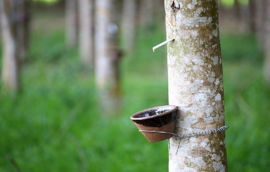 Giá cao su Ấn Độ phục hồi sau khi chạm đáy 6 tháng